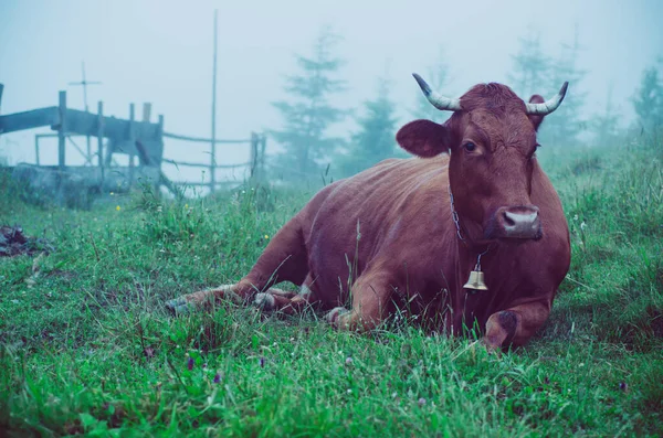 乳牛牧草地で横になっています。 — ストック写真