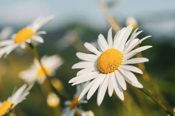 野生のカモミールの花 — ストック写真