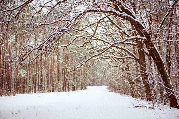 Bosque de invierno con camino — Foto de Stock