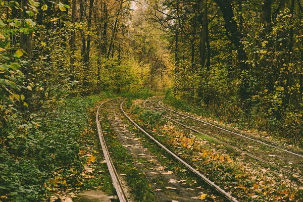 Rails na floresta — Fotografia de Stock