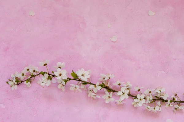 Цветы вишни на цементе — стоковое фото
