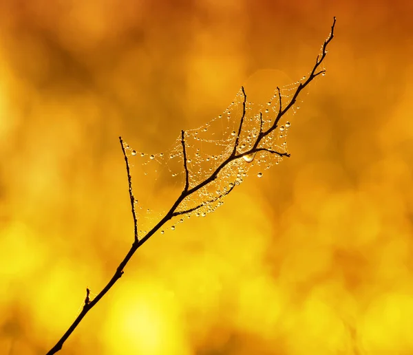 水滴のある木の小枝 — ストック写真