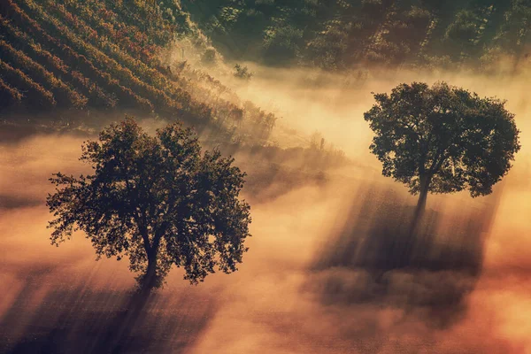 Δύο δέντρα στην ομίχλη — Φωτογραφία Αρχείου