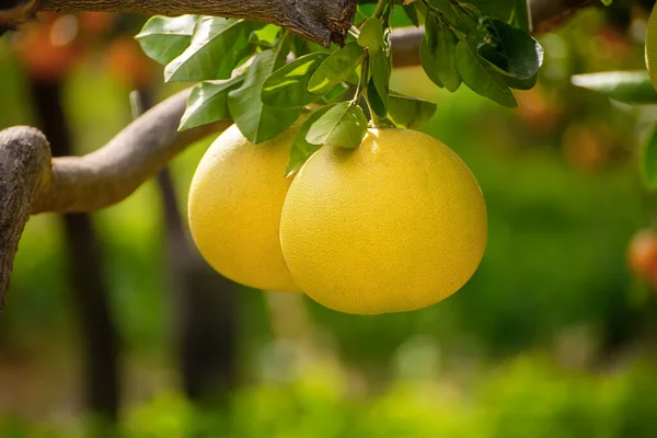 Bahçede Pomelo meyvesi — Stok fotoğraf