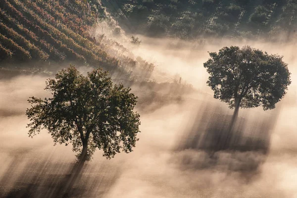 Два дерева в тумані — стокове фото