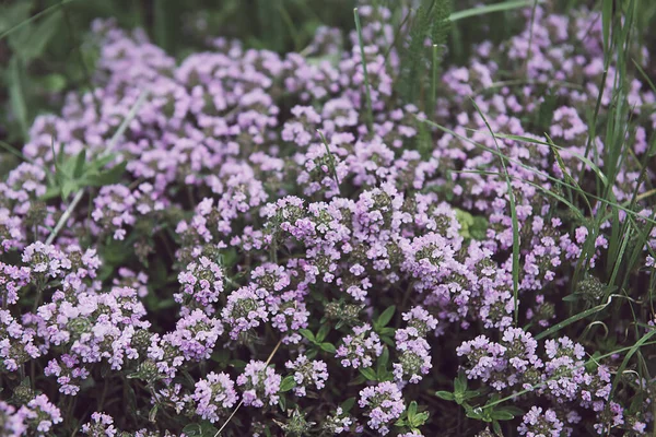 Thymus with flowers — Stock Photo, Image