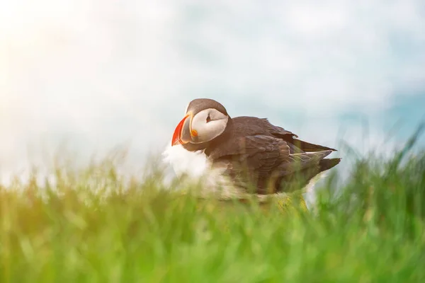 Um único puffin atlântico — Fotografia de Stock