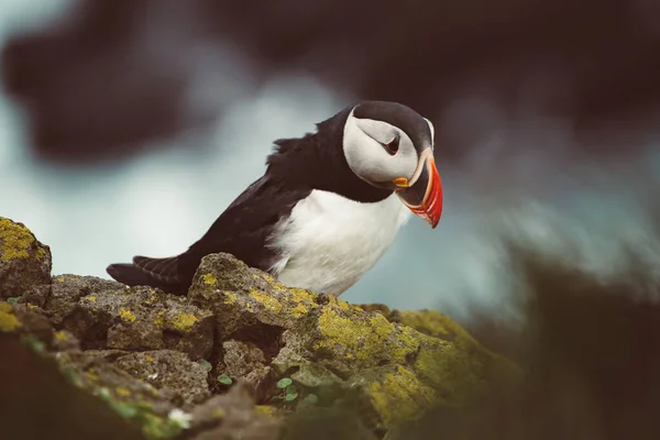 Pojedynczy puffin atlantycki — Zdjęcie stockowe