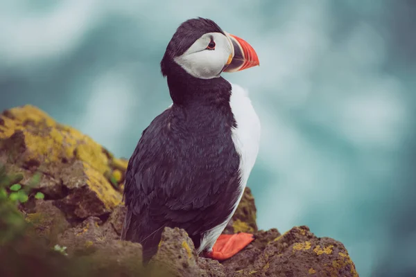 Enkel atlantisk lunnefågel — Stockfoto