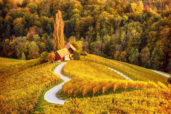 Heart shaped wine road in Slovenia — ストック写真