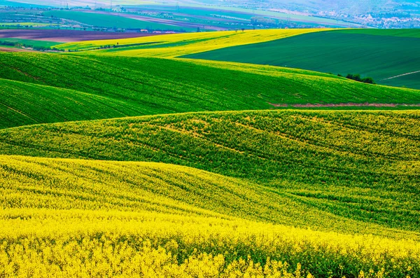 Colza campo verde amarillo en primavera — Foto de Stock