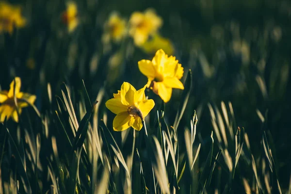 Krásné žluté narcisy — Stock fotografie