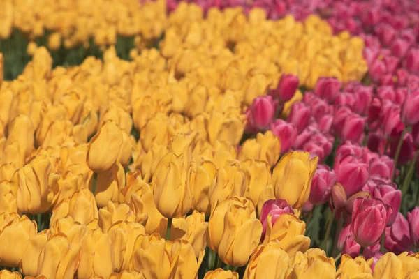 Πολύχρωμα λουλούδια τουλίπας — Φωτογραφία Αρχείου