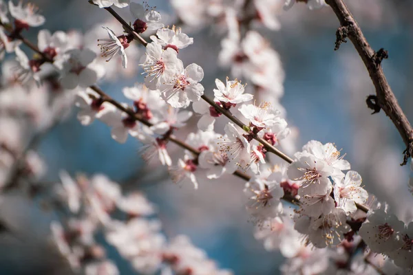 梅の花 — ストック写真