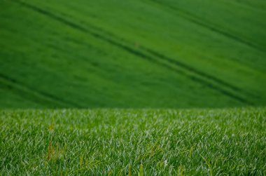 Yeşil çimen alanı arkaplanı