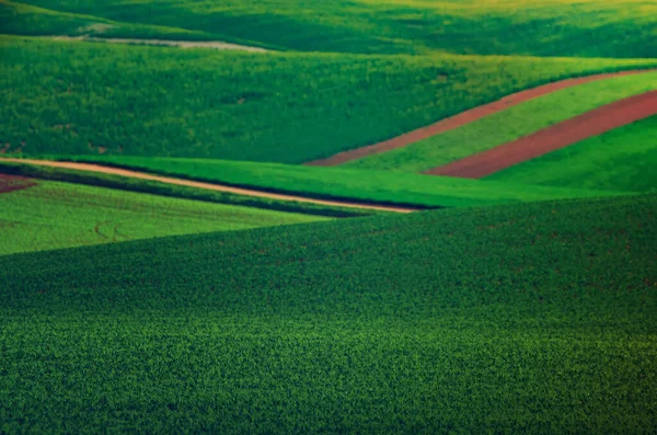 Grünes Gras Feld Hintergrund — Stockfoto