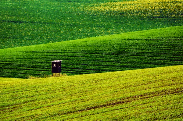 緑の草原の背景 — ストック写真