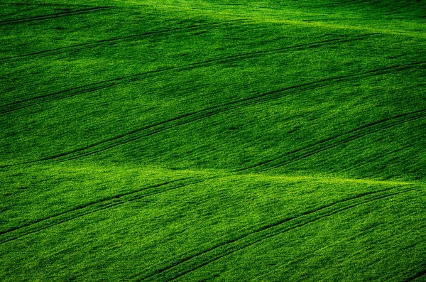 Zielona trawa tło pola — Zdjęcie stockowe