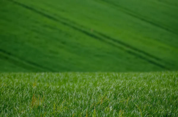 Fondo de campo de hierba verde — Foto de Stock