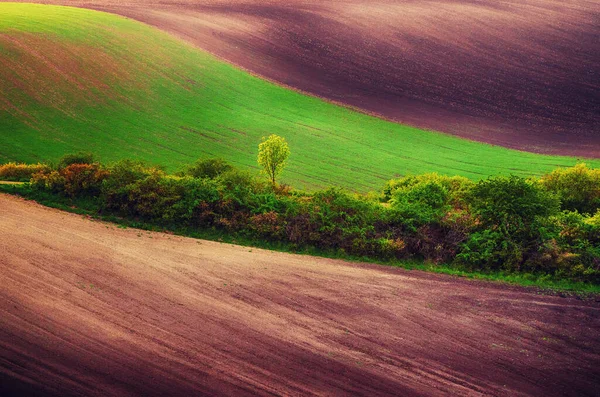 Paisaje rural de primavera —  Fotos de Stock