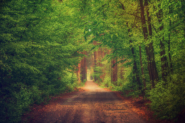 Dark moody forest with path and green trees, natural outdoor vintage background