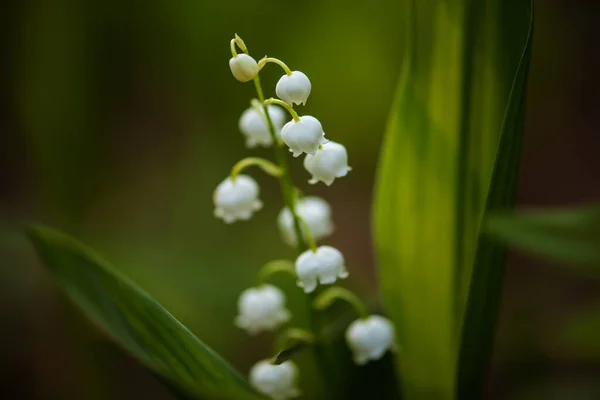 Lily van de vallei — Stockfoto