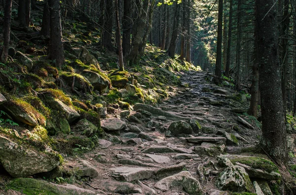 North scandinavian forest — Stock Photo, Image