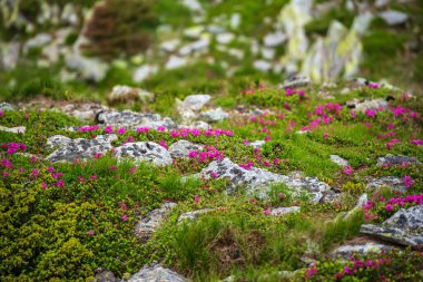 Doğada Rhododendron çiçekleri