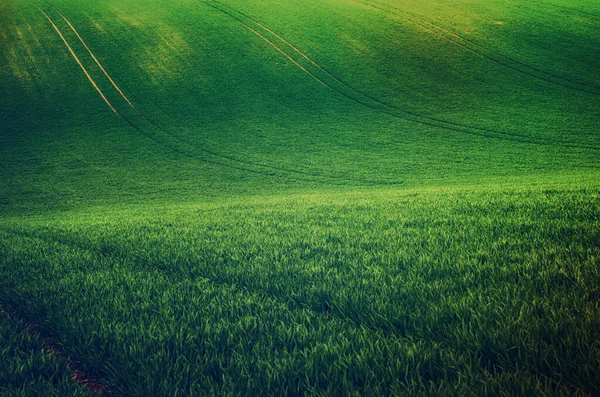 Green grass field background — Stock Photo, Image