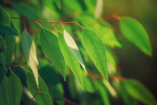 Eucalyptus groene bladeren — Stockfoto