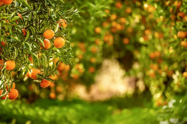 Tangerine soleado jardín —  Fotos de Stock