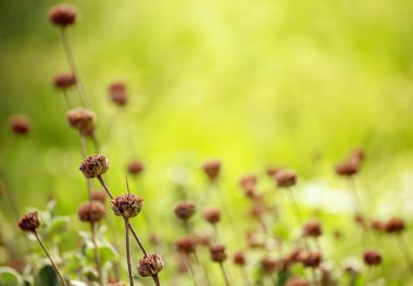Doğal soyut güneşli arkaplan