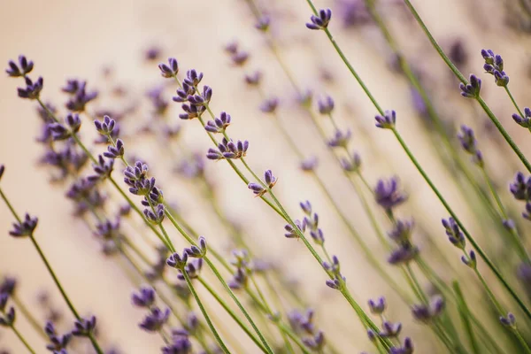 Lavendel schöne Blumen — Stockfoto