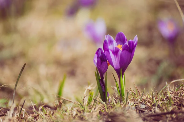 Jarní krokus květiny — Stock fotografie