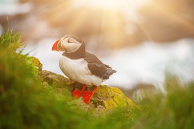 Tek Atlantik martısı.