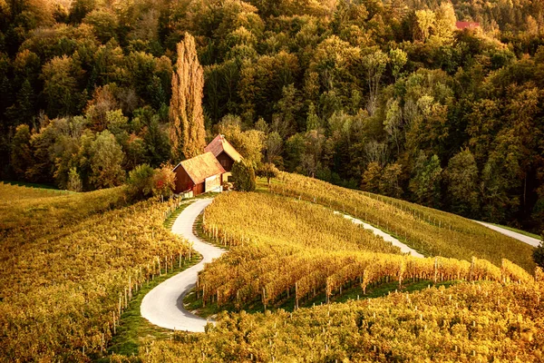 Route des vins en forme de coeur en Slovénie — Photo