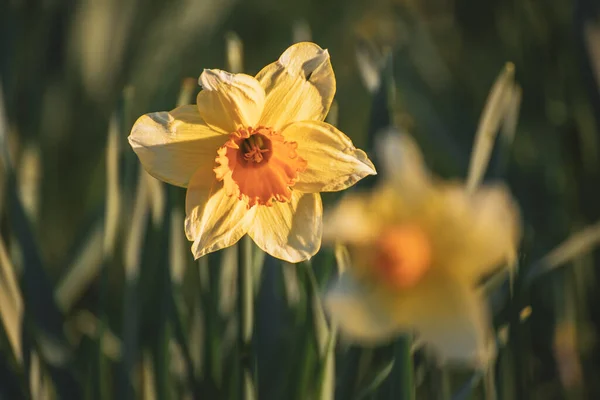 Krásné žluté narcisy — Stock fotografie