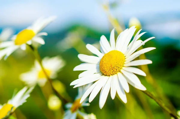 Fleurs de camomille sauvage — Photo