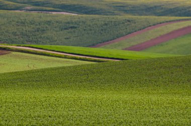 Yeşil çimen alanı arkaplanı