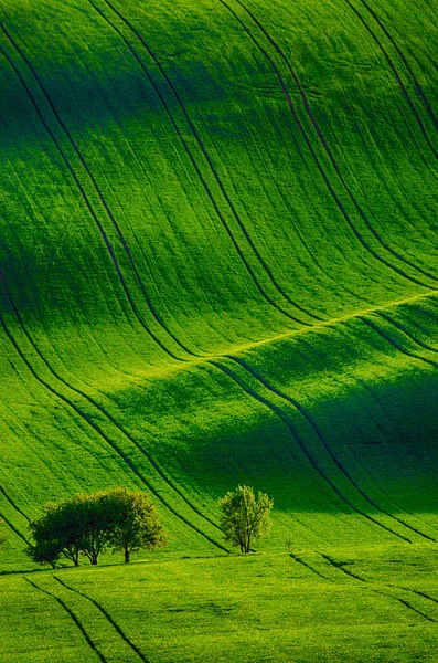 緑の草原の背景 — ストック写真