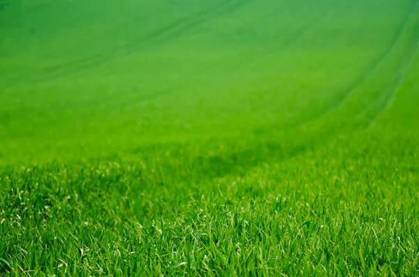 Fondo de campo de hierba verde — Foto de Stock