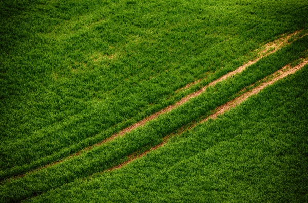 Grama verde campo fundo — Fotografia de Stock