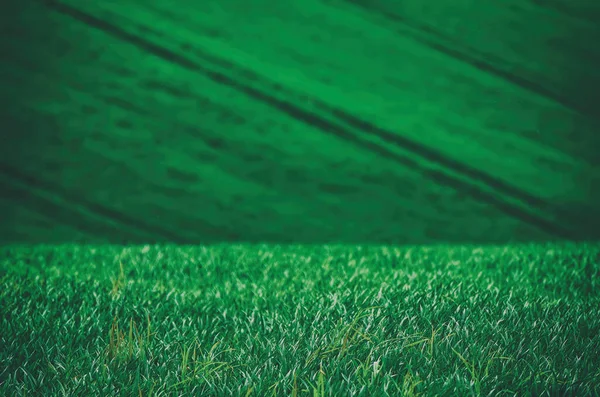 Grøn græs felt baggrund - Stock-foto