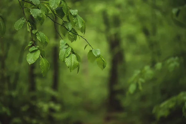 Forêt verte printanière — Photo