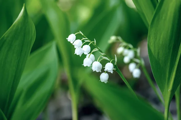 Lily van de vallei — Stockfoto