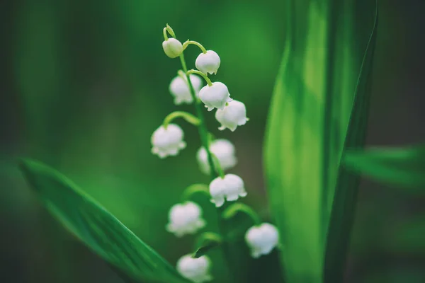 Lily van de vallei — Stockfoto