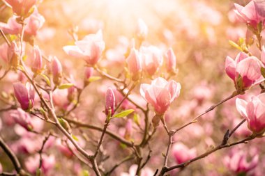 Magnolia bahar çiçekleri