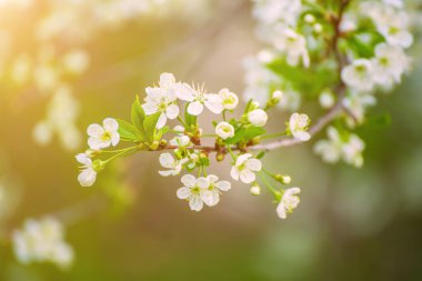 Kiraz çiçekleri çerçevesi