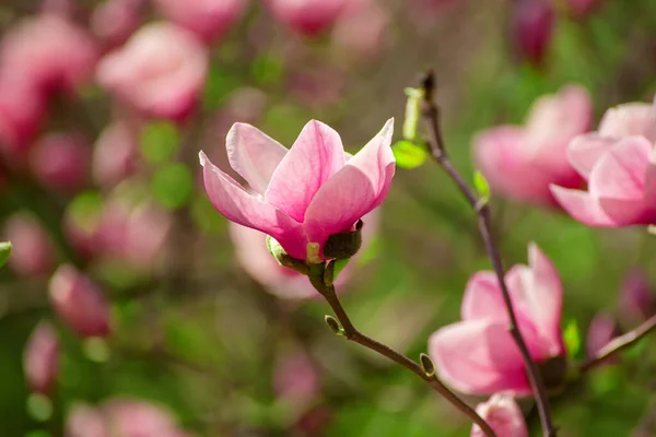 Vårblomster av Magnolia – stockfoto