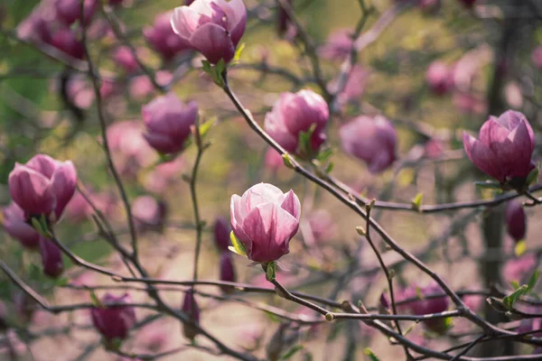 Magnolia wiosenne kwiaty — Zdjęcie stockowe